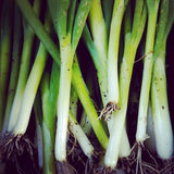 Organic Salad Box ~ €20 - Annie's Farm Produce