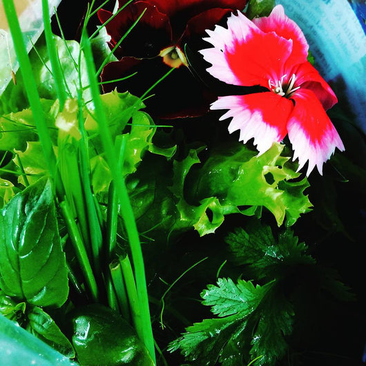 Mixed Organic Salad & Herb Bag - Annie's Farm Produce