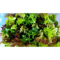Organic Mixed Salad Leaves 500g - Annie's Farm Produce 