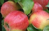 Organic Apples Jonagold Waterford - Annie's Farm Produce 