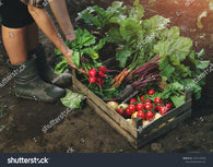 Medium organic vegetable box